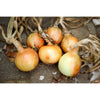 Onion Plants Walla-Walla - Spring