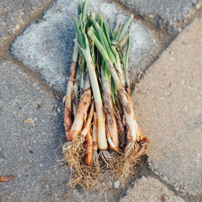 Onion Plants ’Yellow Granex’ - Spring