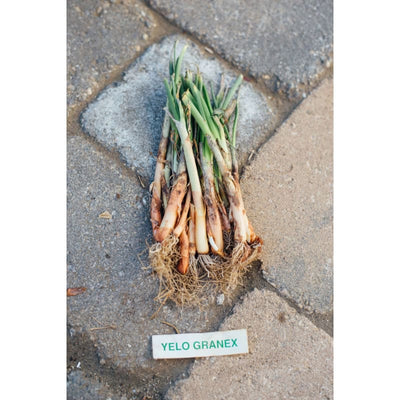 Onion Plants ’Yellow Granex’ - Spring