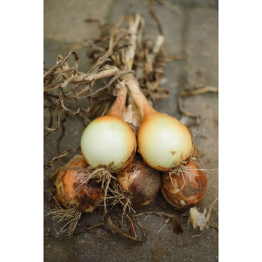 Onion Plants Yellow Sweet Spanish - Spring