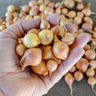 Onion Sets ’Stuttgarter’ - Spring