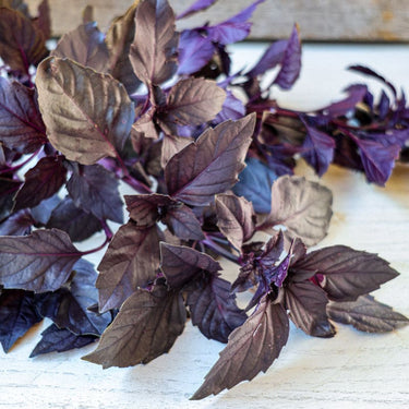 Opal Basil - Herbs