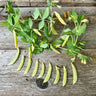Opal Creek Snap Pea (70 Days) - Vegetables