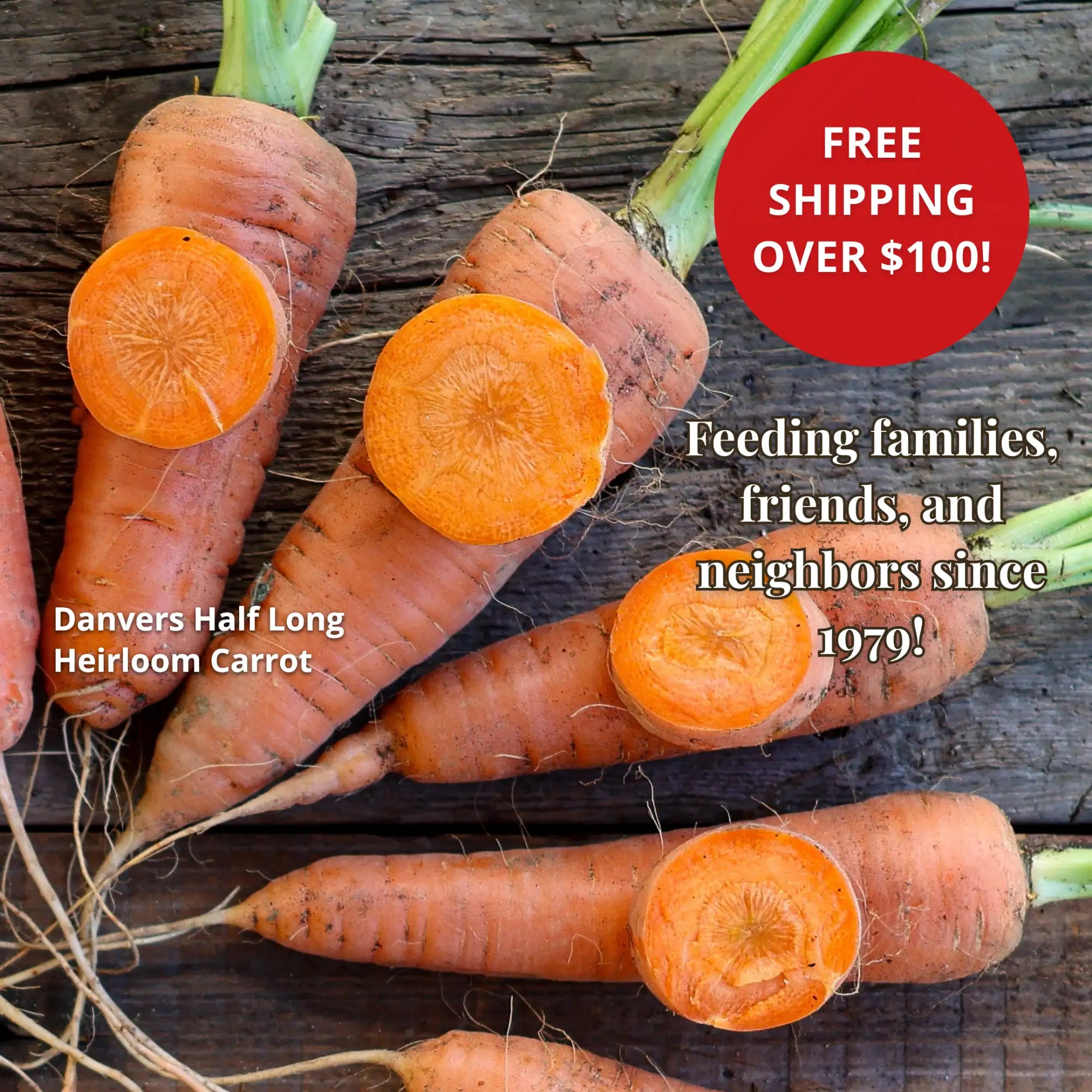 Orange danvers half long heirloom carrots with green tops and dirt, some sliced to reveal their bright orange interior.