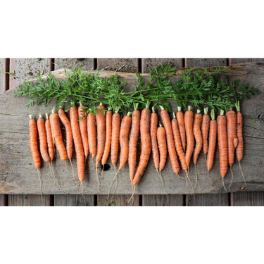 Orange Fancy (F1 Hybrid 62 Days) - Vegetables