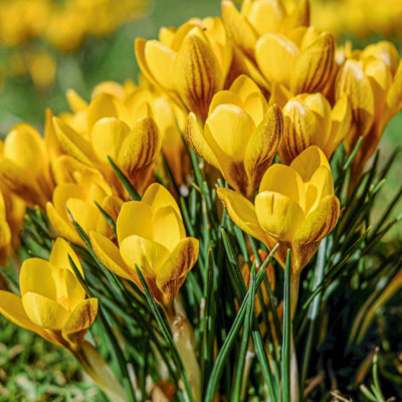 Orange Monarch Crocus