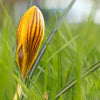 Orange Monarch Crocus