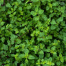 Oregano - Herbs