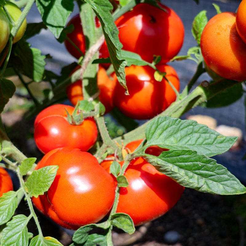 garden seeds oregon Oregon Spring Tomato