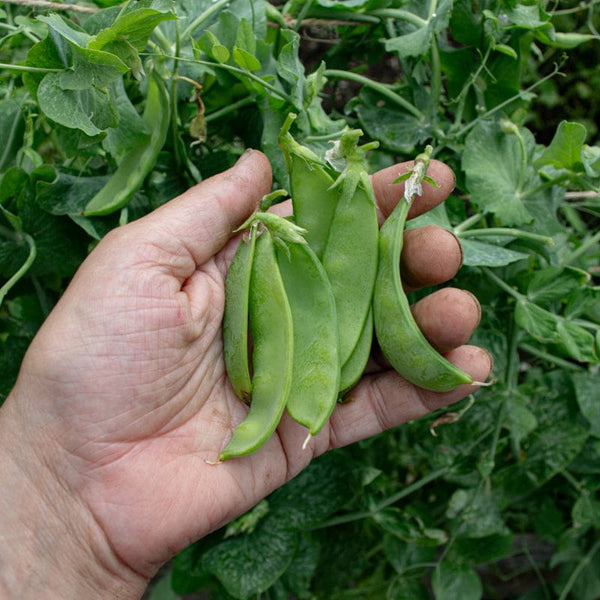 Oregon Sugar Pod II Pea (68 Days) – Pinetree Garden Seeds