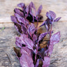 Osmin Basil - Herbs