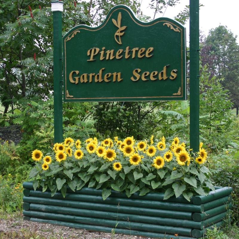 Pacino Gold Sunflower