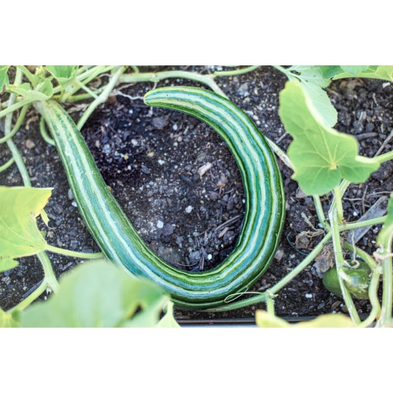 snake cucumber plant Painted Serpent Cucumber