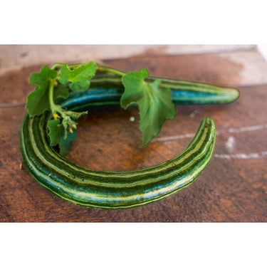 Painted Serpent Cucumber (72 Days) - Vegetables
