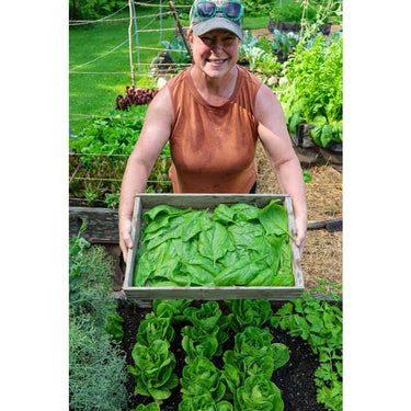 Palco Spinach (Organic F1 Hybrid 38 Days) - Vegetables