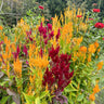 Pampas Plume Celosia - Flowers