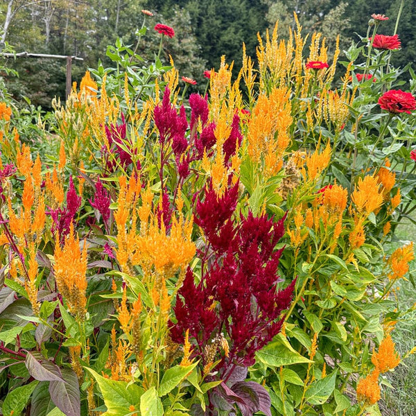 Pampas Plume Celosia – Pinetree Garden Seeds