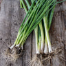 Parade Bunching Onion (Organic 65 Days) - Vegetables