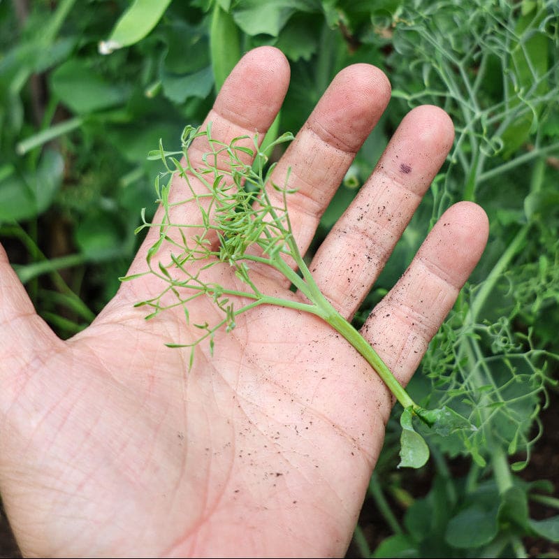 parsley seeds from plant Parsley Pea (14-30 Days) – Pinetree Garden Seeds