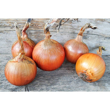 Patterson Onion (F1 Hybrid 104 Days) - Vegetables