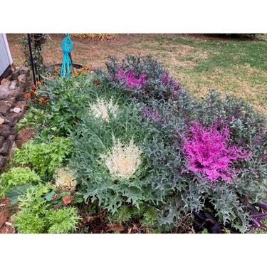 Peacock White Flowering Kale - Flowers