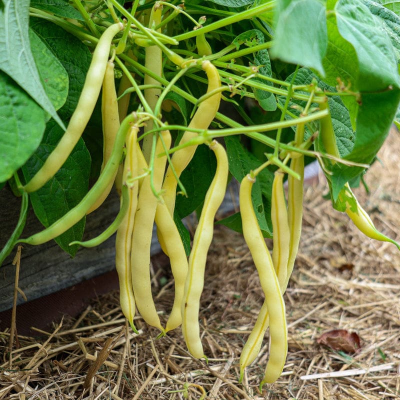 planting yellow bean seeds Pencil Pod Bush Bean (Heirloom 52 Days) – Pinetree Garden Seeds