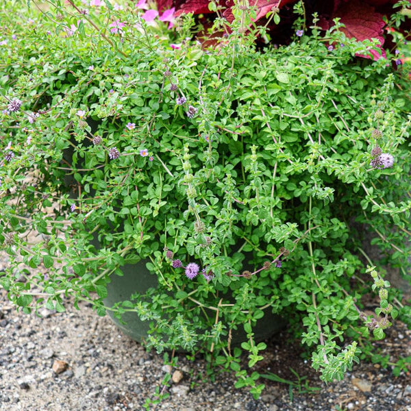 plant pennyroyal Pennyroyal