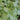 Light green fragrant peppermint closeup in an herb garden.