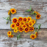 Persian Carpet Zinnia - Flowers