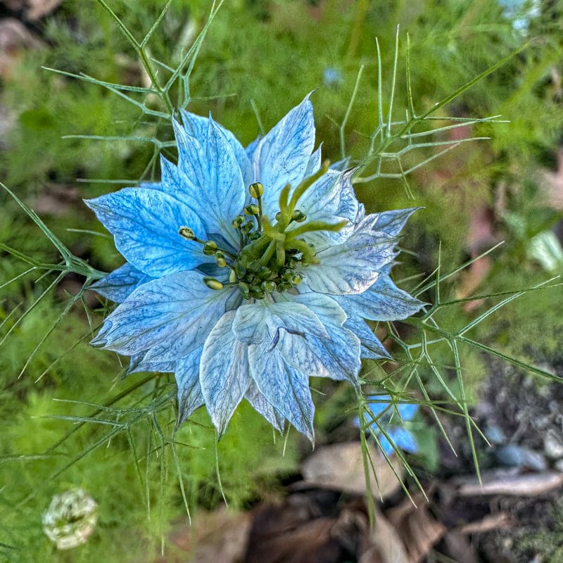 love in a mist persian jewels flower seeds Nigella damascena, 'Persian Jewels', Indigo