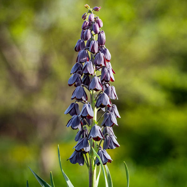 persian lily flower Persian Lily Fritillaria