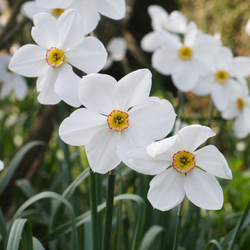 Pheasant’s Eye Narcissus - Fall