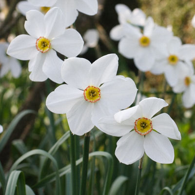 Pheasant’s Eye Narcissus - Fall