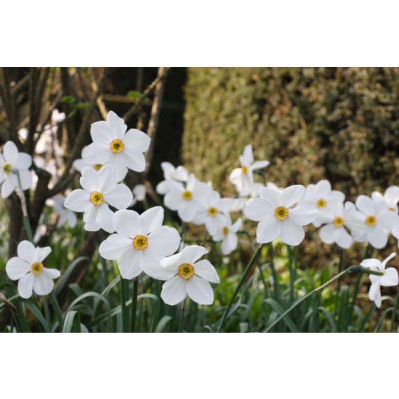 Pheasant’s Eye Narcissus - Fall