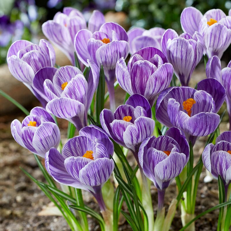 Pickwick Crocus