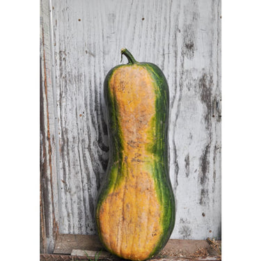 Piena Di Napoli Winter Squash (125 Days) - Vegetables