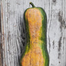 Piena Di Napoli Winter Squash (125 Days) - Vegetables