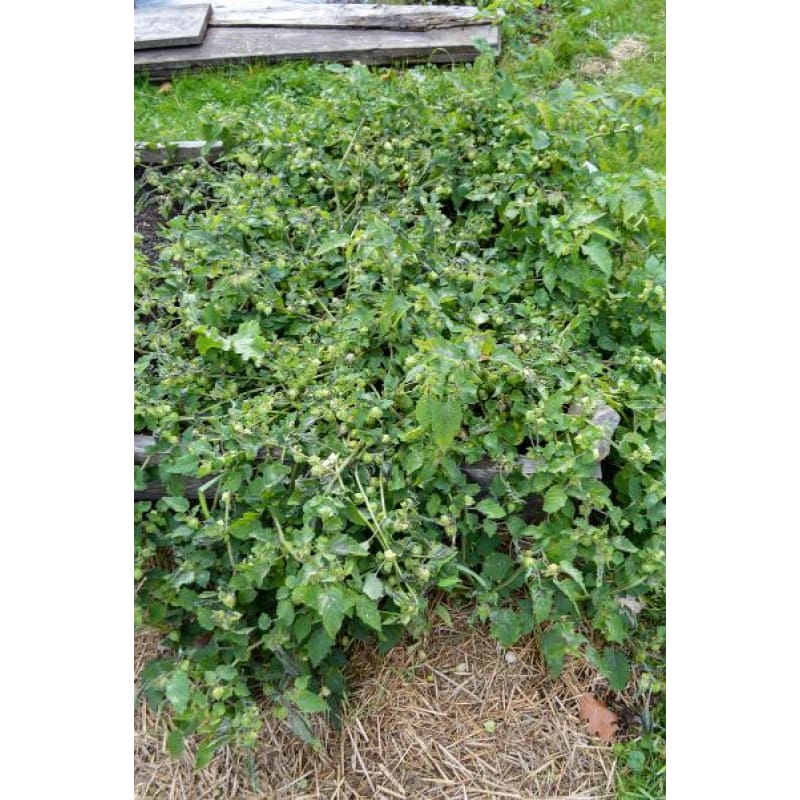 pineapple ground cherry plants for sale Pineapple Ground Cherry (Heirloom 75 Days)