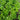 Wild native basil mix in herb garden.