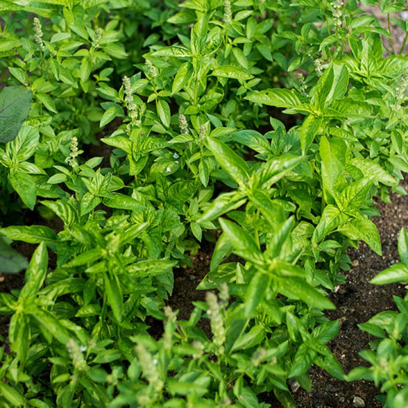 Pitchers Of Basil Plants