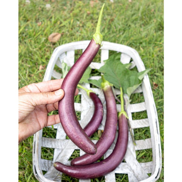 Pingtung Long Eggplant (Heirloom 66 Days) - Vegetables