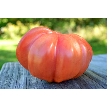 Pink Stuffer Tomato (80 Days) - Vegetables