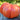 Pink Stuffer Tomato (80 Days) - Vegetables