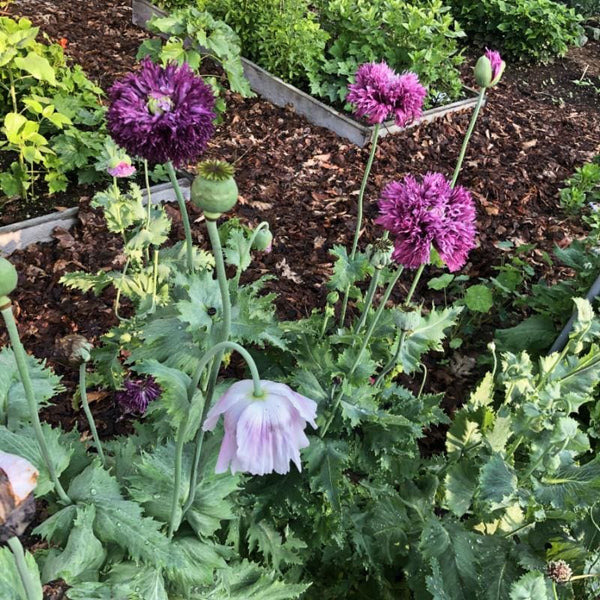 poppy garden seeds POPPY