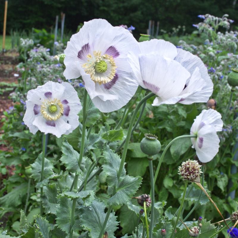 poppy garden seeds POPPY