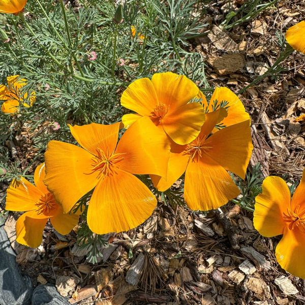 Poppy - California  Pinetree Garden Seeds