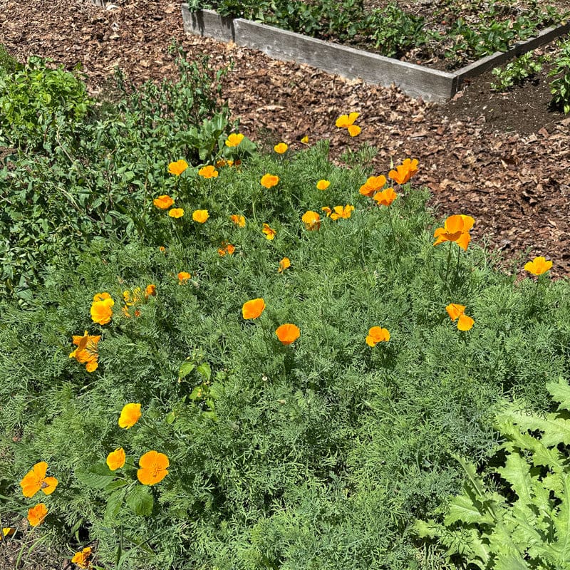 planting california poppy seeds fall Poppy
