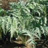 Porto Spineless Cardoon Greens (100 days) - Vegetables
