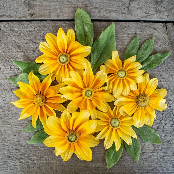 Prairie Sun Rudbeckia