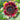 ProCut Red Sunflower - Flowers